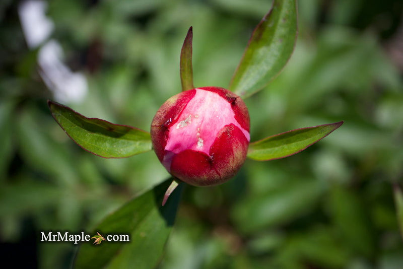 - Paeonia lactiflora 'Monsieur Jules Elie' Double Peony - Mr Maple │ Buy Japanese Maple Trees