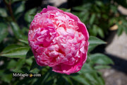 - Paeonia lactiflora 'Monsieur Jules Elie' Double Peony - Mr Maple │ Buy Japanese Maple Trees