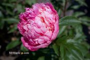 - Paeonia lactiflora 'Monsieur Jules Elie' Double Peony - Mr Maple │ Buy Japanese Maple Trees