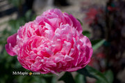 - Paeonia lactiflora 'Monsieur Jules Elie' Double Peony - Mr Maple │ Buy Japanese Maple Trees