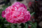 - Paeonia lactiflora 'Monsieur Jules Elie' Double Peony - Mr Maple │ Buy Japanese Maple Trees