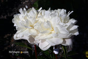 - Paeonia lactiflora 'Mother's Choice' Double Peony - Mr Maple │ Buy Japanese Maple Trees