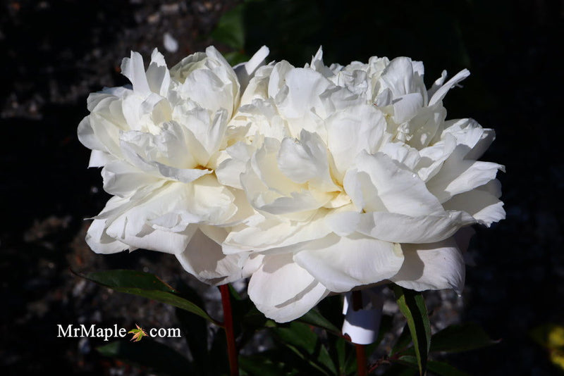 - Paeonia lactiflora 'Mother's Choice' Double Peony - Mr Maple │ Buy Japanese Maple Trees