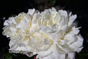 - Paeonia lactiflora 'Mother's Choice' Double Peony - Mr Maple │ Buy Japanese Maple Trees