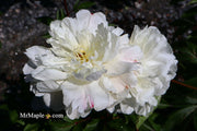 - Paeonia lactiflora 'Mother's Choice' Double Peony - Mr Maple │ Buy Japanese Maple Trees