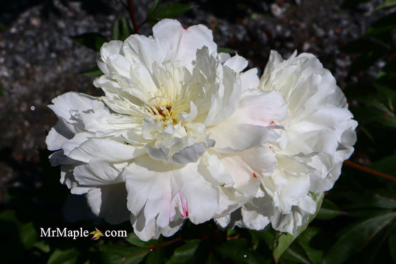 - Paeonia lactiflora 'Mother's Choice' Double Peony - Mr Maple │ Buy Japanese Maple Trees