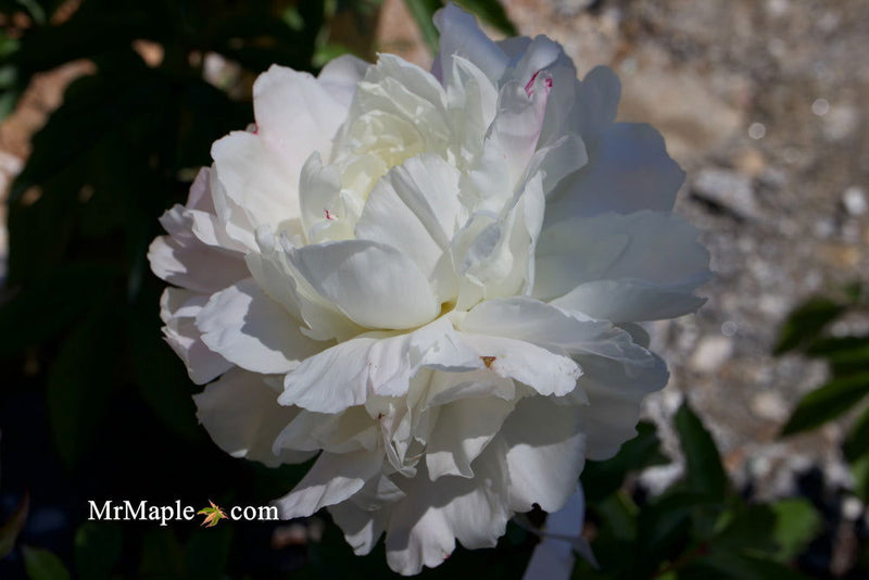 - Paeonia lactiflora 'Mother's Choice' Double Peony - Mr Maple │ Buy Japanese Maple Trees