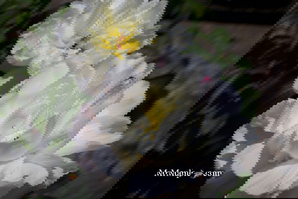 Paeonia lactifloraさま専用 Paeonia Lactiflora: The Ancient Flower That's Taking Gardens by