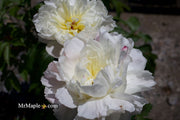 - Paeonia lactiflora 'Mother's Choice' Double Peony - Mr Maple │ Buy Japanese Maple Trees