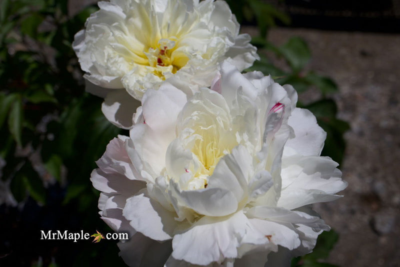 - Paeonia lactiflora 'Mother's Choice' Double Peony - Mr Maple │ Buy Japanese Maple Trees