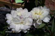 - Paeonia lactiflora 'Mother's Choice' Double Peony - Mr Maple │ Buy Japanese Maple Trees