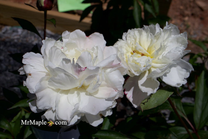 - Paeonia lactiflora 'Mother's Choice' Double Peony - Mr Maple │ Buy Japanese Maple Trees
