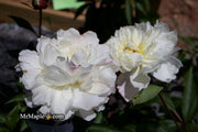 - Paeonia lactiflora 'Mother's Choice' Double Peony - Mr Maple │ Buy Japanese Maple Trees