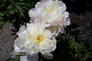 - Paeonia lactiflora 'Mother's Choice' Double Peony - Mr Maple │ Buy Japanese Maple Trees