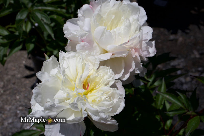 - Paeonia lactiflora 'Mother's Choice' Double Peony - Mr Maple │ Buy Japanese Maple Trees