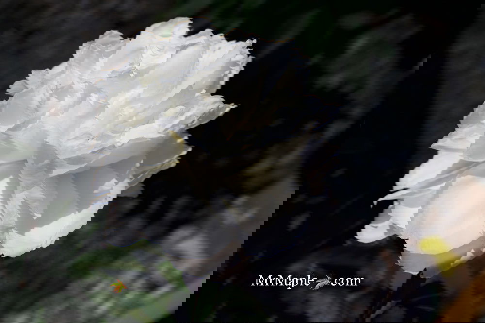 Buy Paeonia Lactiflora 'Mother's Choice' Double Peony — Mr Maple