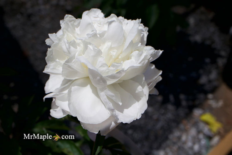 - Paeonia lactiflora 'Mother's Choice' Double Peony - Mr Maple │ Buy Japanese Maple Trees