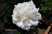 - Paeonia lactiflora 'Mother's Choice' Double Peony - Mr Maple │ Buy Japanese Maple Trees