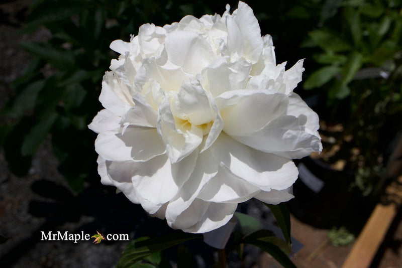 - Paeonia lactiflora 'Mother's Choice' Double Peony - Mr Maple │ Buy Japanese Maple Trees