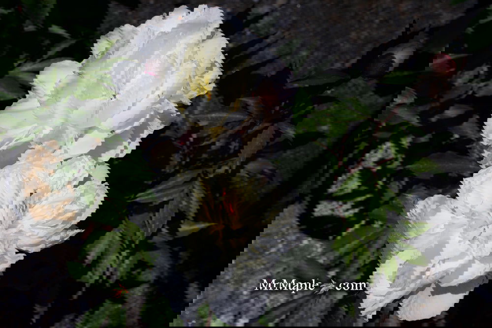 Buy Paeonia Lactiflora 'Mother's Choice' Double Peony — Mr Maple