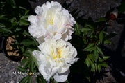 - Paeonia lactiflora 'Mother's Choice' Double Peony - Mr Maple │ Buy Japanese Maple Trees