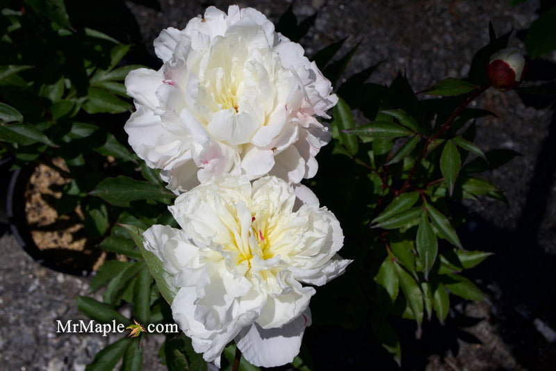 - Paeonia lactiflora 'Mother's Choice' Double Peony - Mr Maple │ Buy Japanese Maple Trees