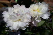 - Paeonia lactiflora 'Mother's Choice' Double Peony - Mr Maple │ Buy Japanese Maple Trees