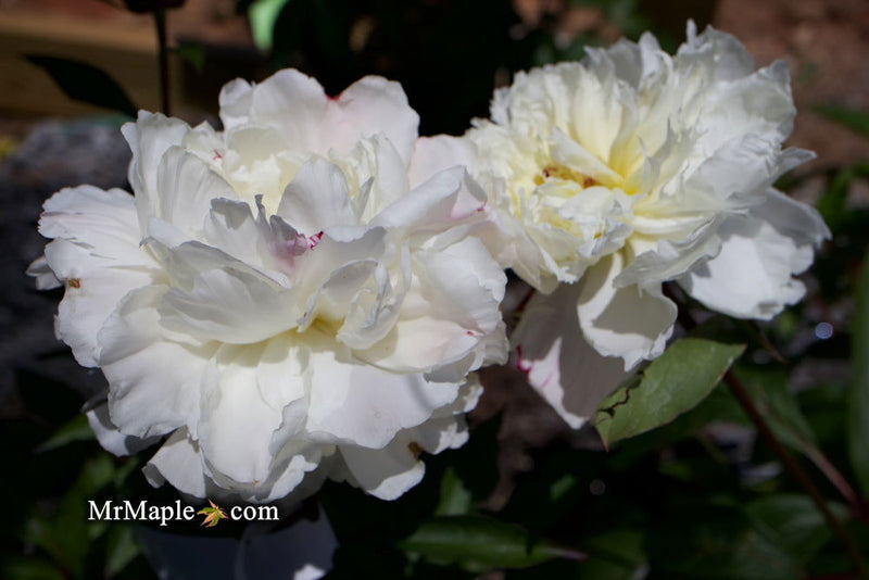 - Paeonia lactiflora 'Mother's Choice' Double Peony - Mr Maple │ Buy Japanese Maple Trees