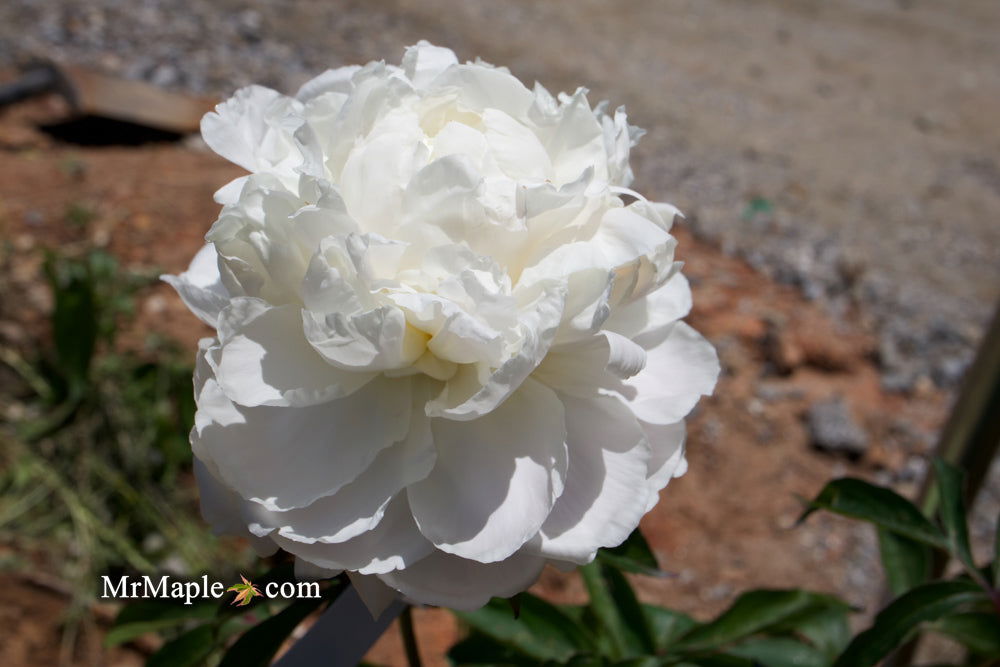 Buy Paeonia Lactiflora 'Mother's Choice' Double Peony — Mr Maple