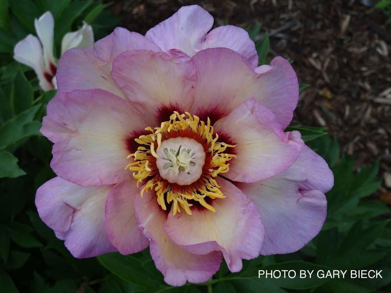 - Paeonia lactiflora 'Pastel Splendor' Pink Flowering Peony - Mr Maple │ Buy Japanese Maple Trees