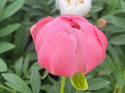 - Paeonia lactiflora 'Pink Hawaiian Coral' Pink Flowering Peony - Mr Maple │ Buy Japanese Maple Trees