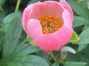 - Paeonia lactiflora 'Pink Hawaiian Coral' Pink Flowering Peony - Mr Maple │ Buy Japanese Maple Trees