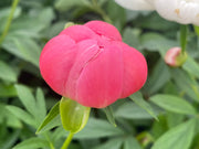 - Paeonia lactiflora 'Pink Hawaiian Coral' Pink Flowering Peony - Mr Maple │ Buy Japanese Maple Trees