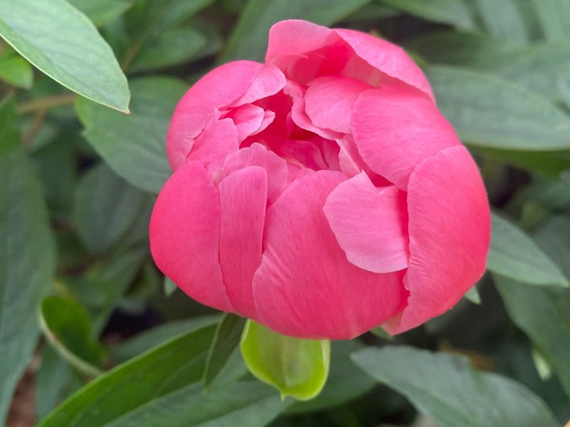 - Paeonia lactiflora 'Pink Hawaiian Coral' Pink Flowering Peony - Mr Maple │ Buy Japanese Maple Trees