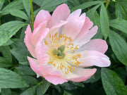 - Paeonia lactiflora 'Pink Hawaiian Coral' Pink Flowering Peony - Mr Maple │ Buy Japanese Maple Trees
