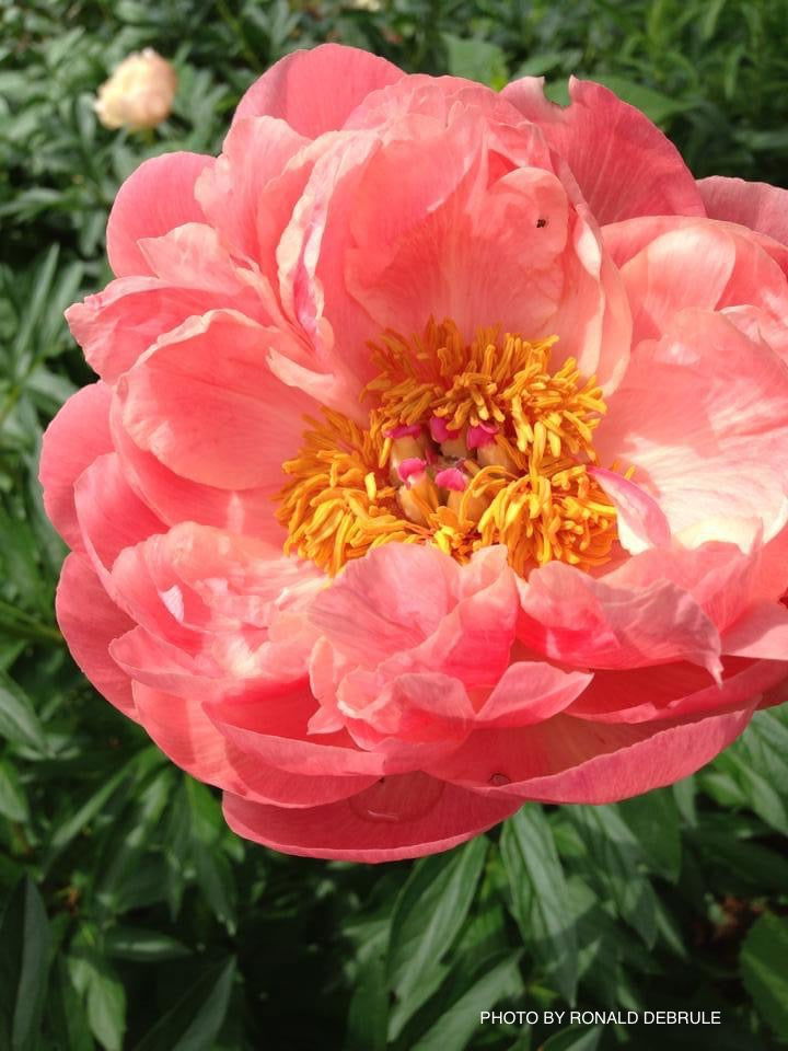 - Paeonia lactiflora 'Pink Hawaiian Coral' Pink Flowering Peony - Mr Maple │ Buy Japanese Maple Trees