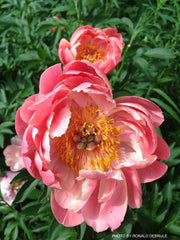 - Paeonia lactiflora 'Pink Hawaiian Coral' Pink Flowering Peony - Mr Maple │ Buy Japanese Maple Trees