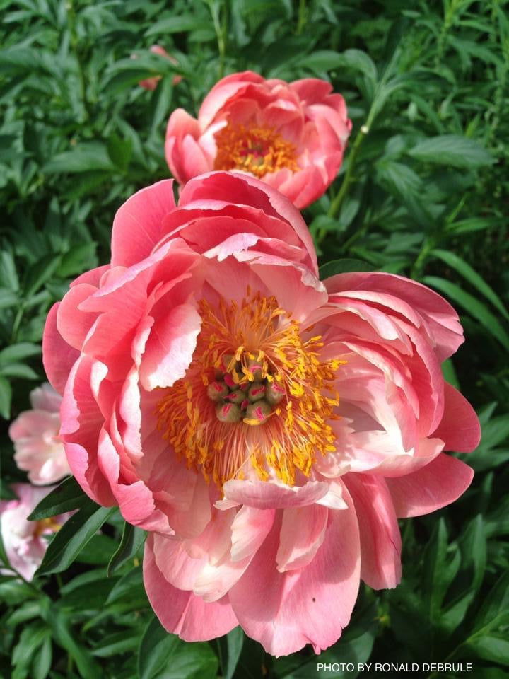 - Paeonia lactiflora 'Pink Hawaiian Coral' Pink Flowering Peony - Mr Maple │ Buy Japanese Maple Trees