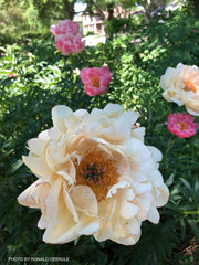 - Paeonia lactiflora 'Pink Hawaiian Coral' Pink Flowering Peony - Mr Maple │ Buy Japanese Maple Trees