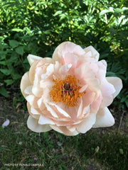 - Paeonia lactiflora 'Pink Hawaiian Coral' Pink Flowering Peony - Mr Maple │ Buy Japanese Maple Trees