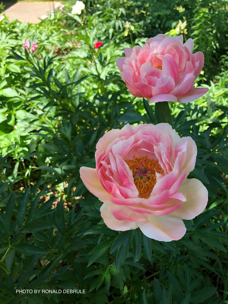 - Paeonia lactiflora 'Pink Hawaiian Coral' Pink Flowering Peony - Mr Maple │ Buy Japanese Maple Trees