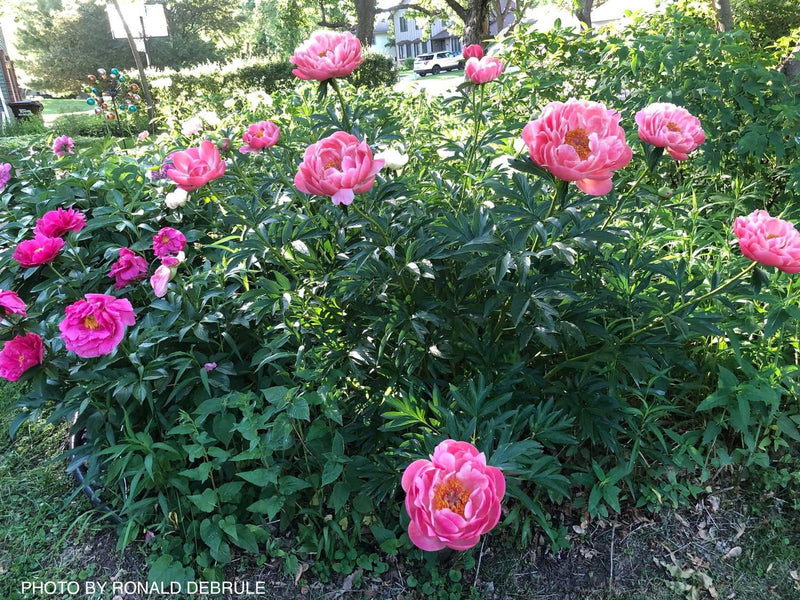 - Paeonia lactiflora 'Pink Hawaiian Coral' Pink Flowering Peony - Mr Maple │ Buy Japanese Maple Trees