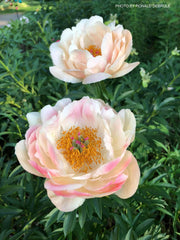 - Paeonia lactiflora 'Pink Hawaiian Coral' Pink Flowering Peony - Mr Maple │ Buy Japanese Maple Trees