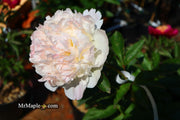 - Paeonia lactiflora 'Raspberry Sundae' Double Peony - Mr Maple │ Buy Japanese Maple Trees