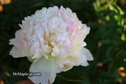 - Paeonia lactiflora 'Raspberry Sundae' Double Peony - Mr Maple │ Buy Japanese Maple Trees