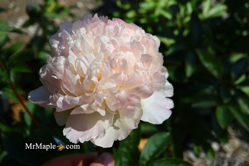 - Paeonia lactiflora 'Raspberry Sundae' Double Peony - Mr Maple │ Buy Japanese Maple Trees