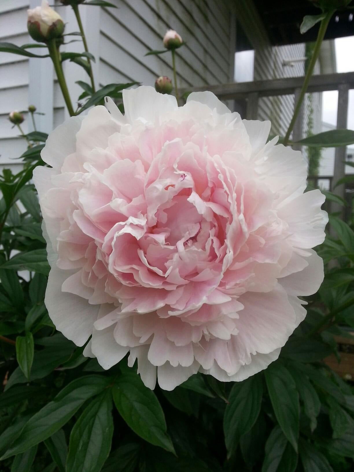 Mr Maple Paeonia lactiflora Sarah Bernhardt