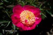 - Paeonia lactiflora 'Winnifred Domme' Double Peony - Mr Maple │ Buy Japanese Maple Trees