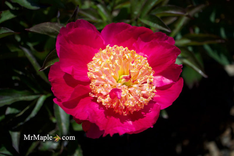 - Paeonia lactiflora 'Winnifred Domme' Double Peony - Mr Maple │ Buy Japanese Maple Trees