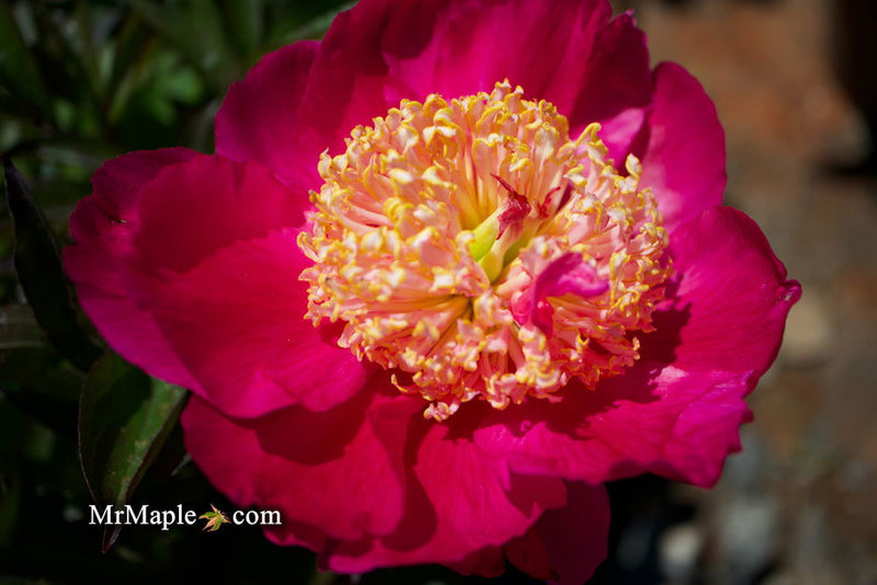 - Paeonia lactiflora 'Winnifred Domme' Double Peony - Mr Maple │ Buy Japanese Maple Trees